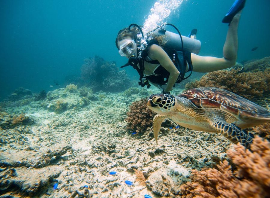 It's been said before, but sea turtles really do look like they're flying when you see them underwater.